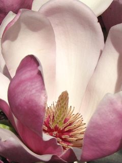 Magnolia pośrednia - kwiat