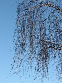 Zwieszające się gałęzie brzozy brodawkowatej