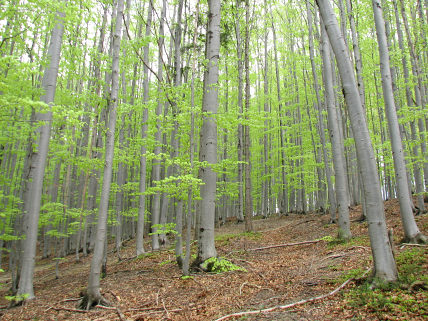 Górski las bukowo-jodłowy