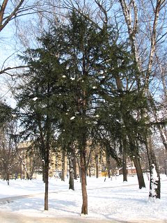 Pokrj naturalny cisa pospolitego