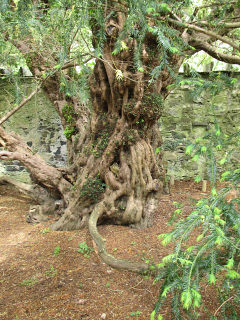 Najstarsze europejskie drzewo - cis pospolity w Fortingall w Szkocji