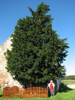Najstarsze polskie drzewo - cis pospolity w Henrykowie Lubańskim