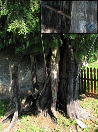 Najstarsze polskie drzewo - cis pospolity w Henrykowie Lubańskim