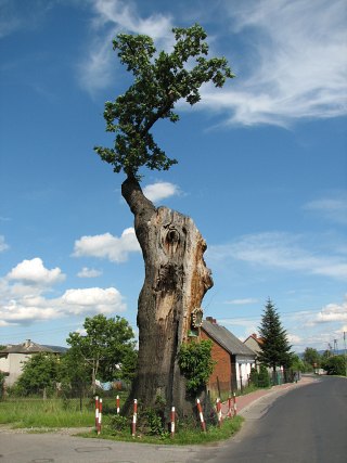 Gruby Dąb