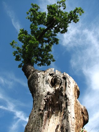 Gruby Dąb
