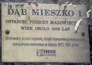 Dąb szypułkowy Mieszko I w Warszawie