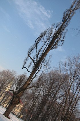 Dąb szypułkowy odm. 'Fastigata' w parku w Żywcu