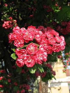 Głóg dwuszyjkowy - kwiaty formy ozdobnej Paul's Scarlet