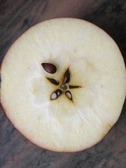 Jabłoń domowa - owoc w przekroju i nasiona