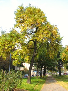 Jesion pensylwański jesienią