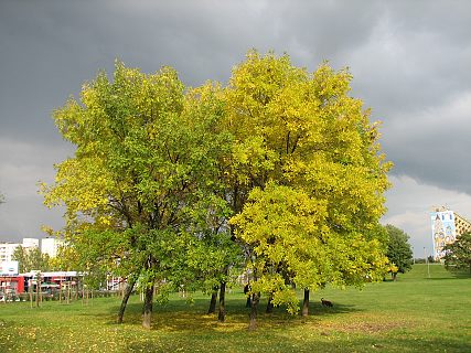 Jesiony pensylwaskie jesieni
