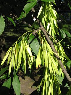 Owoce jesiona pensylwaskiego