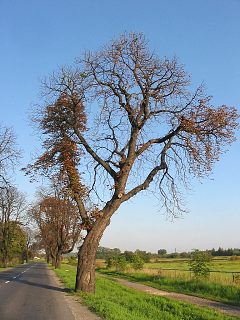 Kasztanowiec zwyczajny - chore drzewa