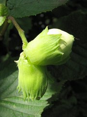 Leszczyna pospolita - owoce