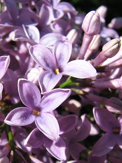 Lilak pospolity - kwiaty