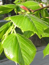 Młode liście lipy szerokolistnej
