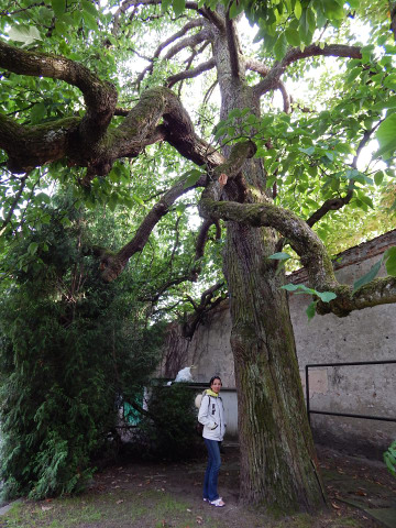 Magnolia drzewiasta w Parku Oliwskim w Gdańsku
