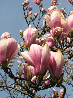 Kwiaty magnolii poredniej