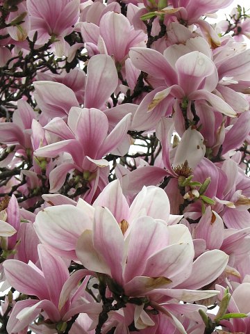 Kwiaty magnolii pośredniej