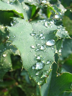 Mahonia ostrolistna - liście