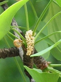 Miłorząb dwuklapowy - kwiatostany męskie