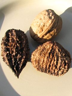 Owoce orzechów włoskiego, szarego i czarnego