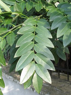 Perełkowiec japoński - liście