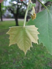 Licie platana klonolistnego