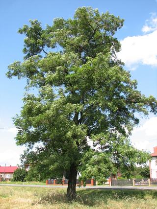 Robinia akacjowa
