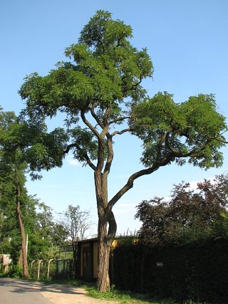 Robinia akacjowa