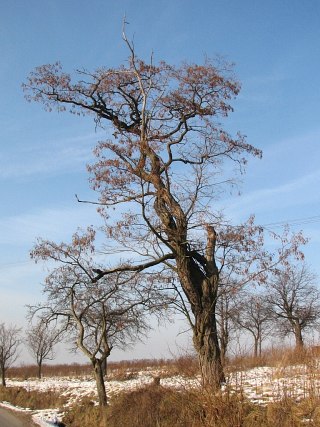 Robinia akacjowa