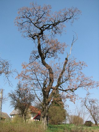 Robinia akacjowa