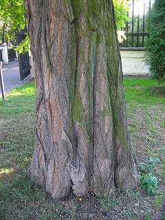 Kora robinii akacjowej