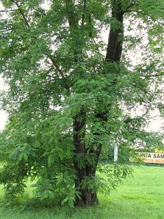 Pie robinii akacjowej