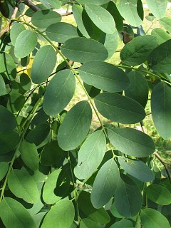 Licie robinii akacjowej