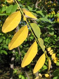 Jesienne licie robinii akacjowej