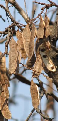 Suche owoce (strki) robinii akacjowej