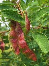 Owoce (strki) robinii akacjowej