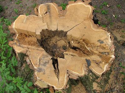 Drewno robinii akacjowej