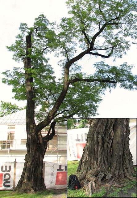 Robinia akacjowa w Ogrodzie Botanicznym w Krakowie