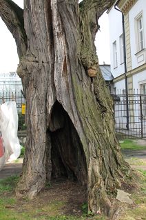 Robinia akacjowa w Ogrodzie Botanicznym w Krakowie