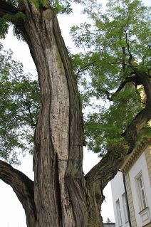 Robinia akacjowa w Ogrodzie Botanicznym w Krakowie