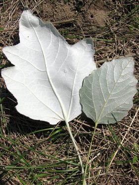 Jesienne, krótkopędowe liście topoli białej