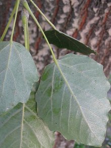 Krótkopędowe liście szarej