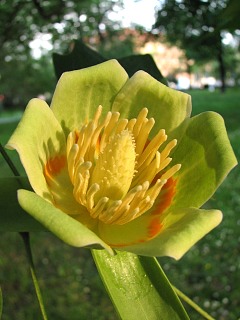 Tulipanowiec amerykański - kwiaty