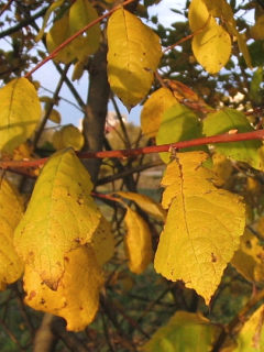 Wierzba iwa - liście jesienią