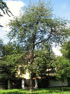 Wiśnia ptasia - pokrój