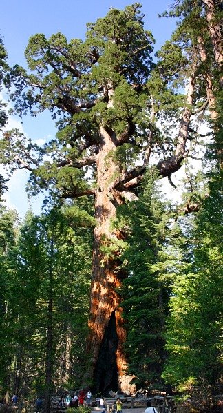 Mamutowiec olbrzymi Grizzly Giant