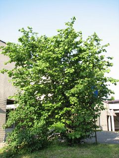 Leszczyna pospolita - typowy krzew