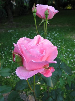 Róża - kwiaty